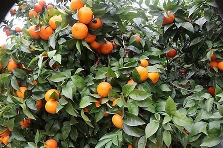 沃柑用什么肥料最好