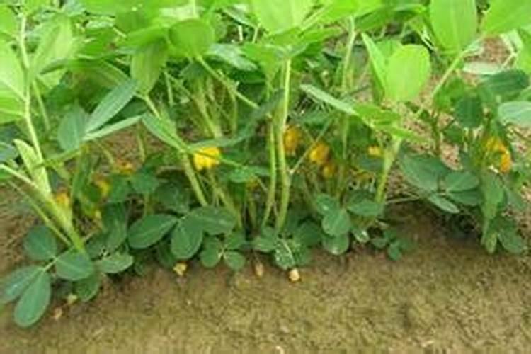 花生硼肥什么时间施用