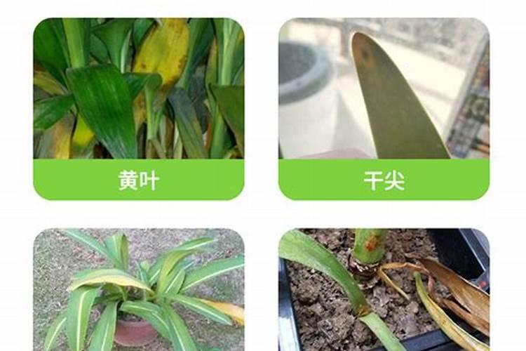 朱顶红用什么肥料