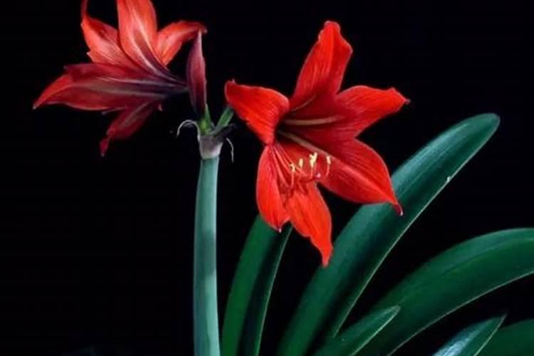 4月养朱顶红,只有做好正确养护才能开成大花球,如何养？