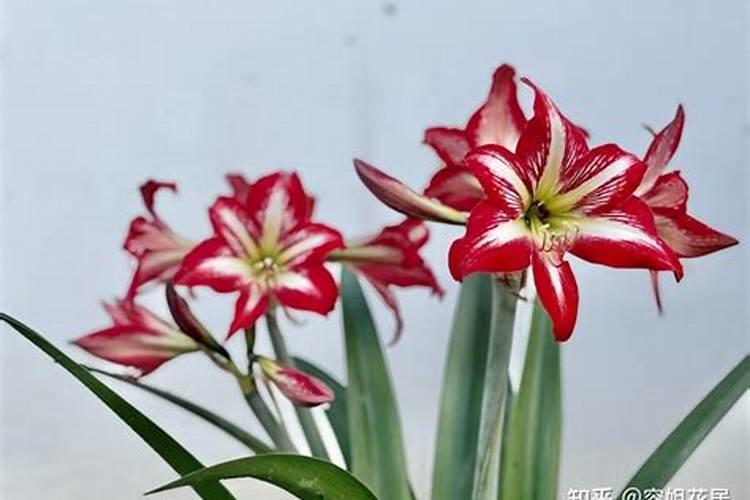 对对红的生长管理和养护要点