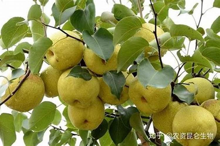五月份梨树喷雾什么叶面肥合适一？