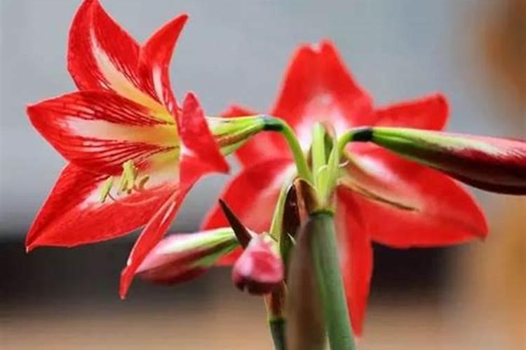 朱顶红花期养护