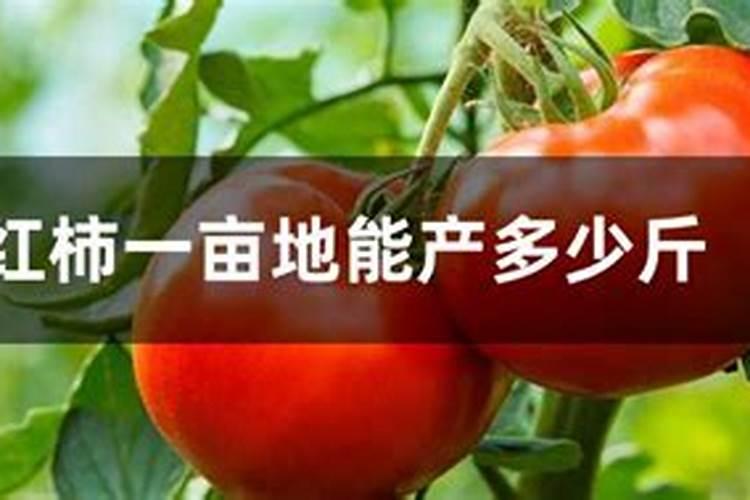 周口哪一家农资卖伯泰丰氨基酸水溶肥