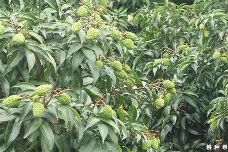 地栽月季施什么肥料最好