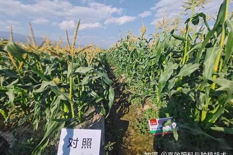 玉米追肥用什么肥料