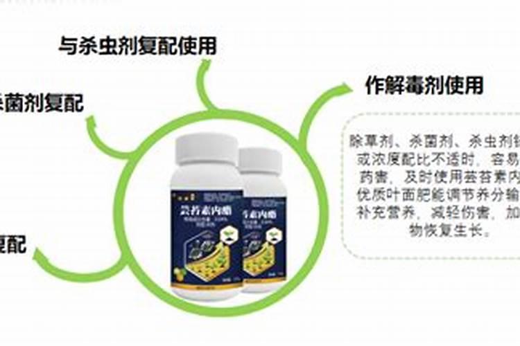 盆栽绿萝冬天怎么施肥