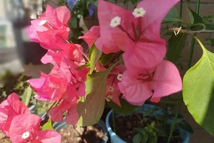 枸杞在北方有大面积种植的吗