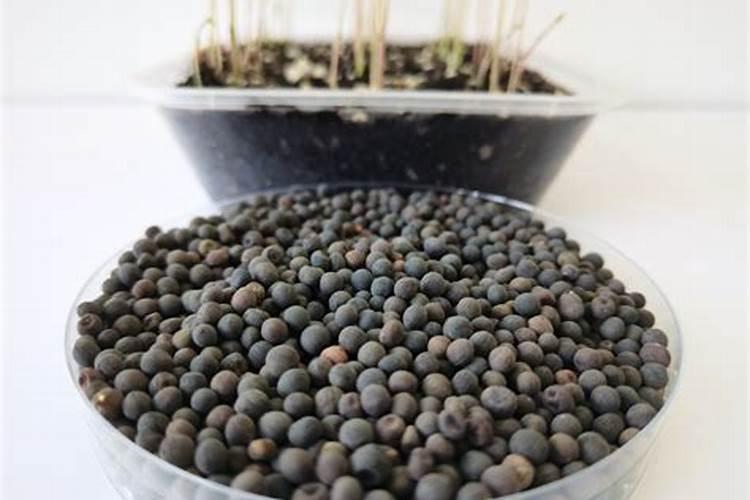 薄荷需要施肥吗 薄荷如何施肥