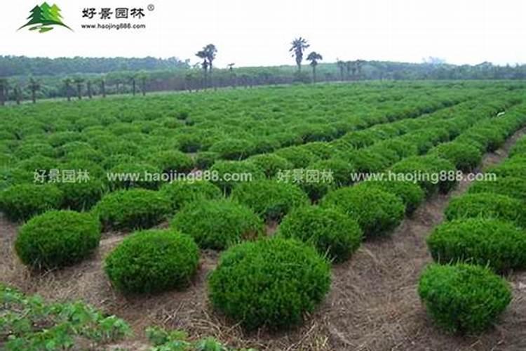 龙柏苗加什么肥料好？