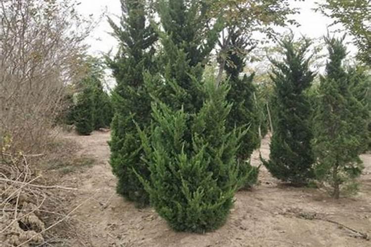 八月九月移栽小龙柏,小龙柏发黄,是脱胎吗？