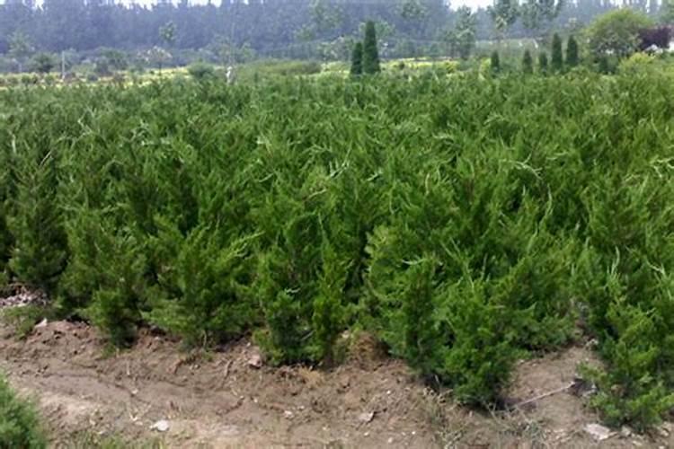 ...小龙柏树苗,可以用除草剂除草吗？如果可以能用什么除草剂呢？急用谢谢...