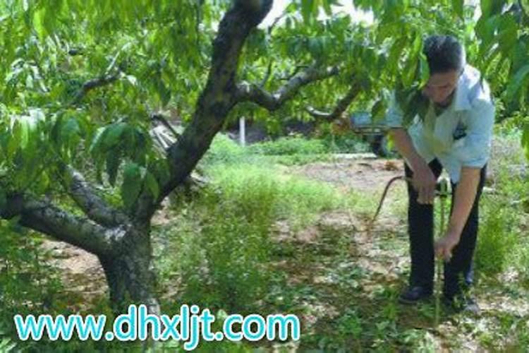 桃树什么时候用水溶肥最好