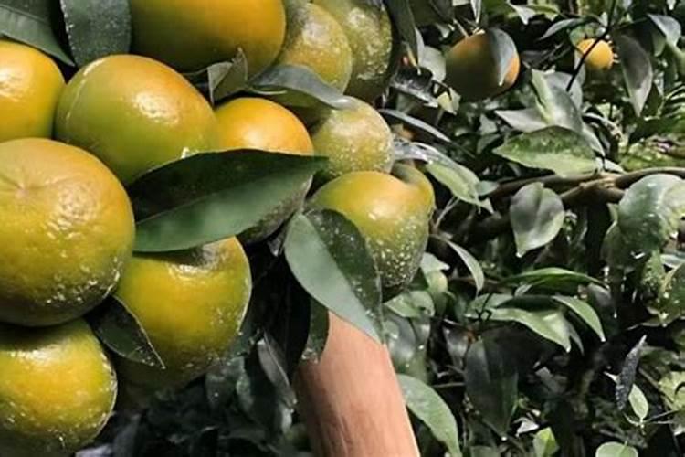 韭菜的营养特性是什么？