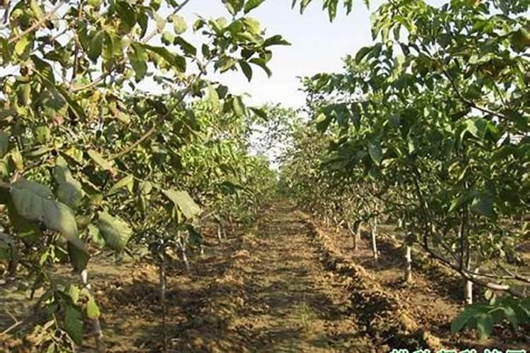 核桃进入硬核期怎样施肥？