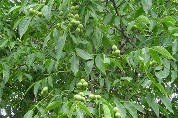 核桃树用什么肥料最好