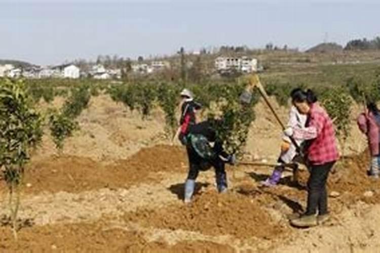 新栽果树树坑里怎样施底肥