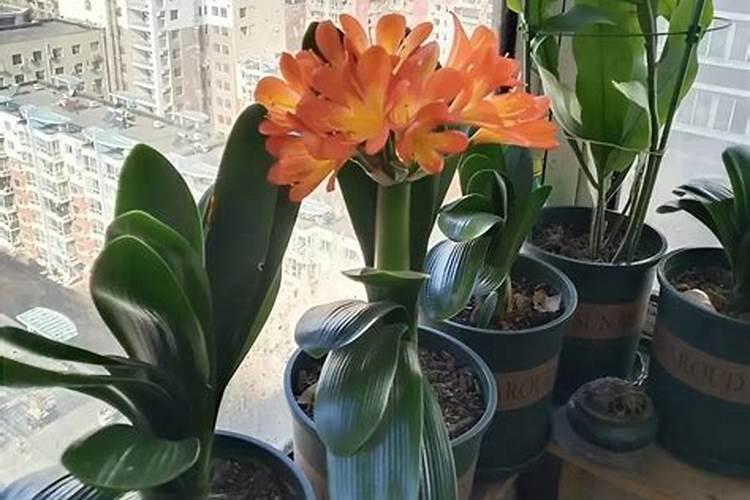 君子兰啥时上肥好