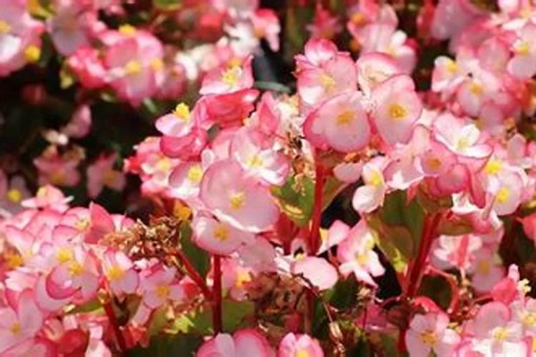 中国最大的化肥企业