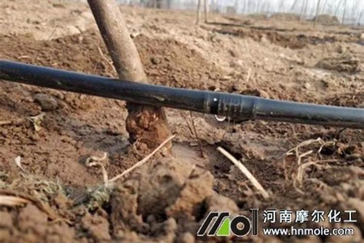 西瓜膨果期用什么肥料