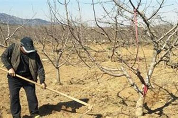 连续下雨能种大蒜吗