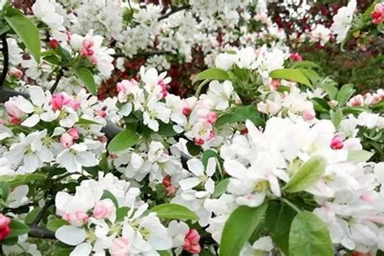 小麦拌种能用芸苔素吗