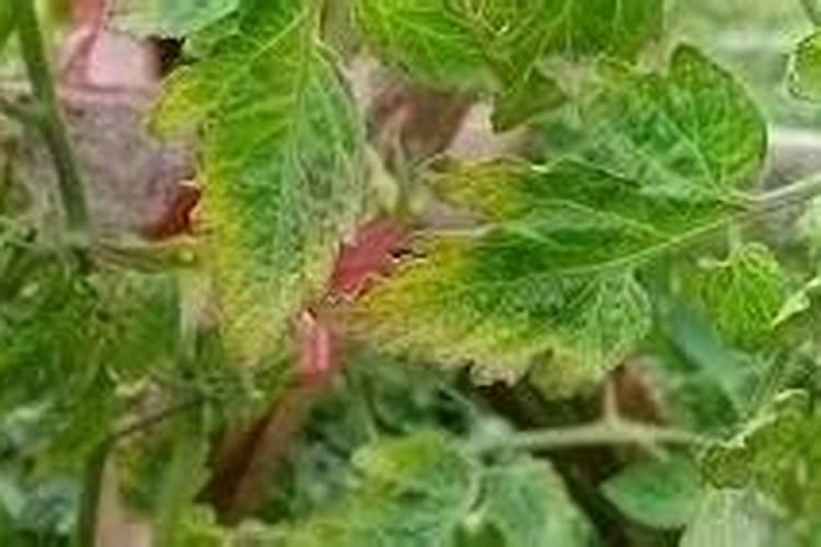 茶花什么时候剪枝合适