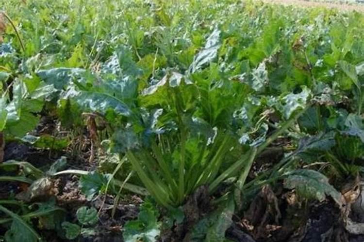 西瓜用尿素还是复合肥