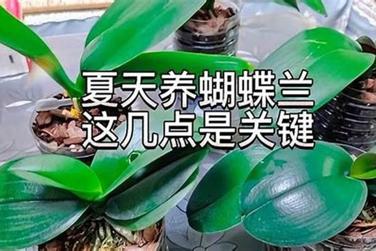 大蒜叶面施肥,大蒜叶面施肥方法是什么？