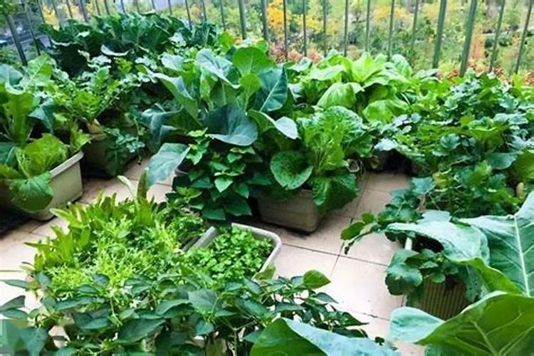 海藻肥都十年了,你还在被忽悠吗？一篇文章让你了解透