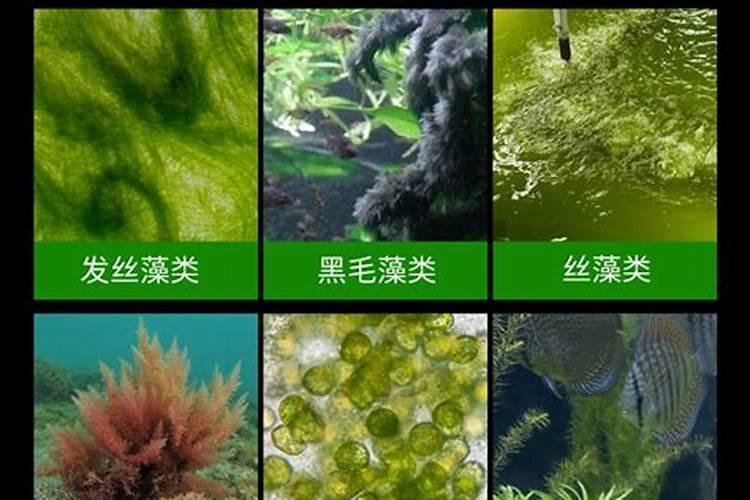 番茄什么时候追肥最合适