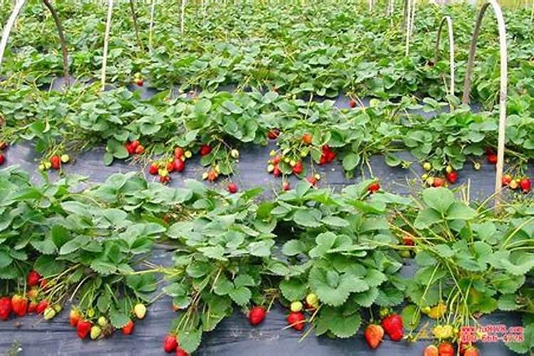 膨大剂是什么植物激素类似物