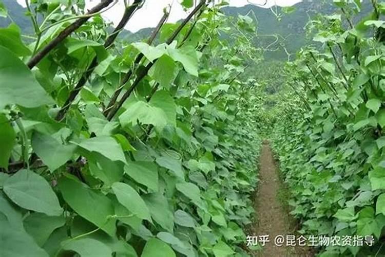 豆角叶子发黄干枯怎么办