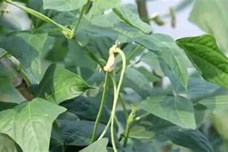 这几天下雨豆角被淹的植株瘦小,叶片发黄。叶面喷施什么〈药、肥〉能...