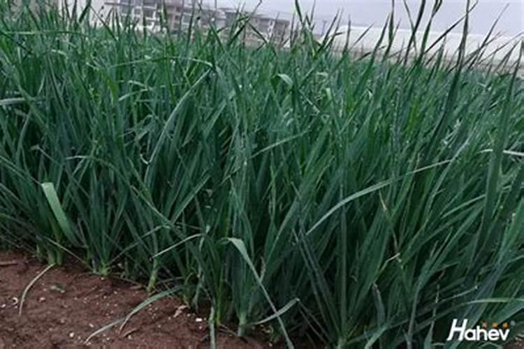 大蒜用什么肥料生根快？