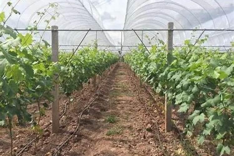 葡萄叶喷磷酸二氢钾有膨大作用吗