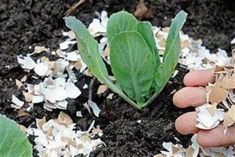 米兰施什么肥最好