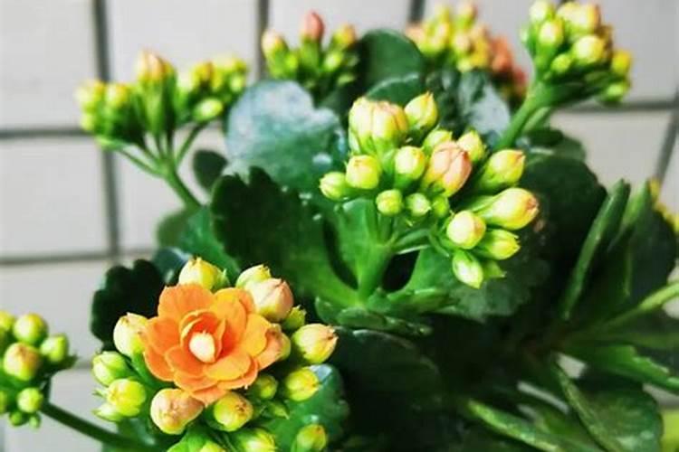 映山红的施肥时间和方法 映山红什么时候施肥