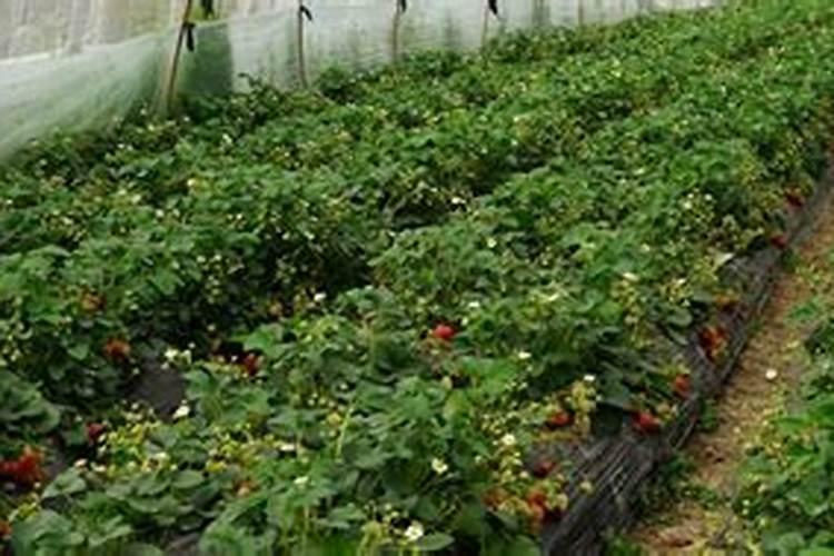 石榴树施什么肥