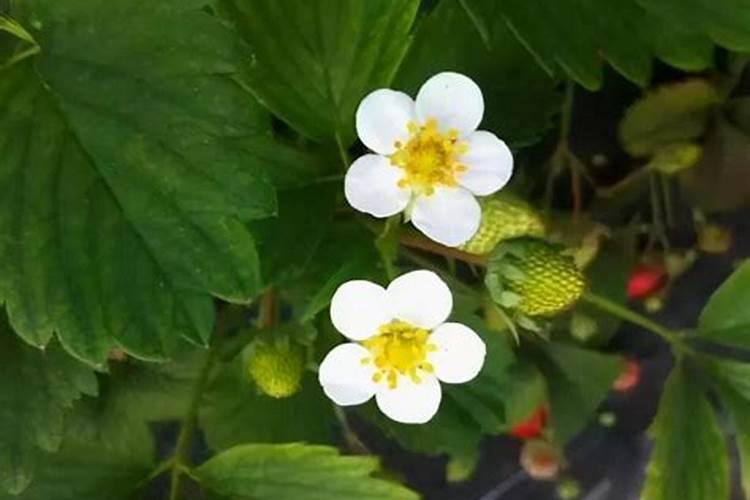 草莓开花能打什么药好