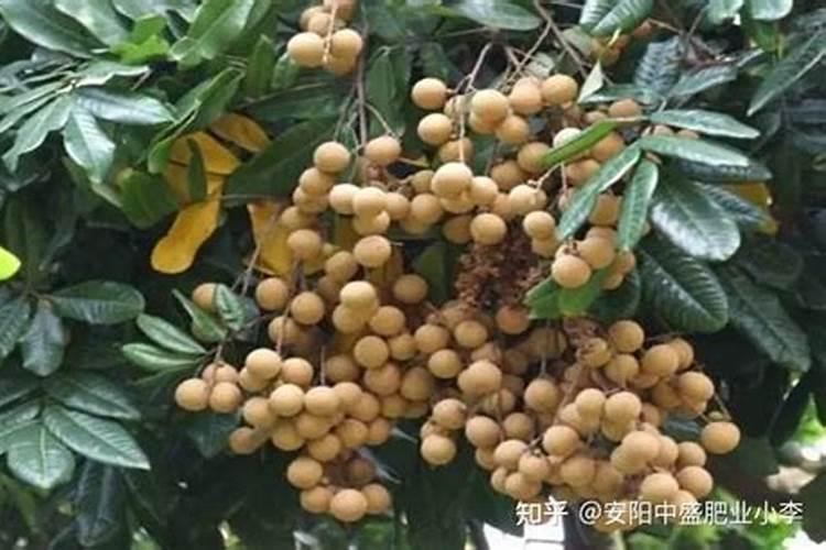 什么水果发酵氮肥最好