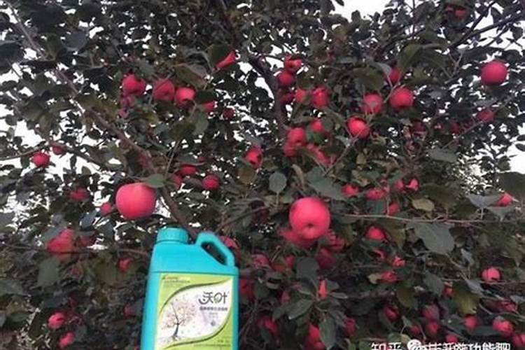 葡萄临近开花可以冲施肥料吗？