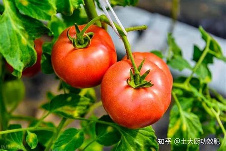 提高番茄产量需要怎么施肥