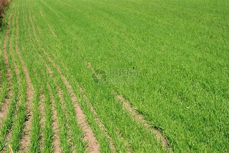 天晴施尿素好吗？如果没有下雨会降低肥效吗？