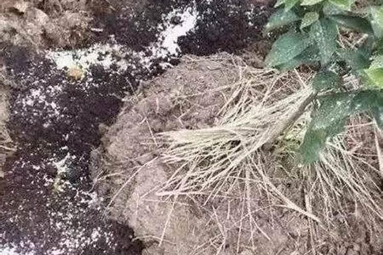 施肥后下雨还有效吗