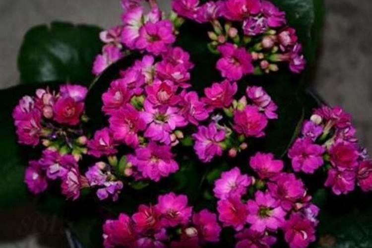盆栽梅花怎么施肥