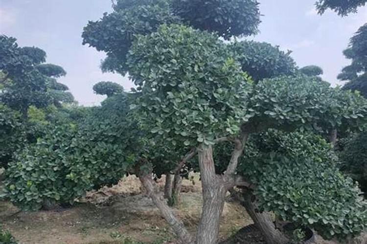 白菜烂心该怎么办？