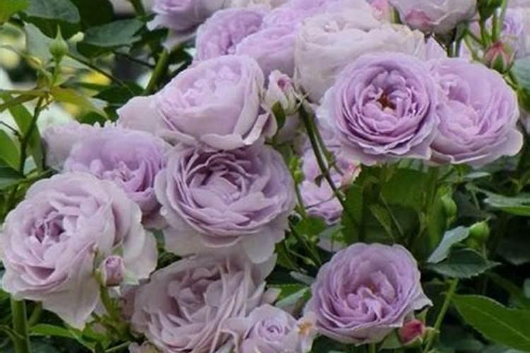 液体钙肥兑多少水冲施不烧根