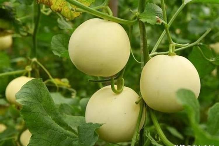 甜瓜九片叶子可以喷硼肥吗？