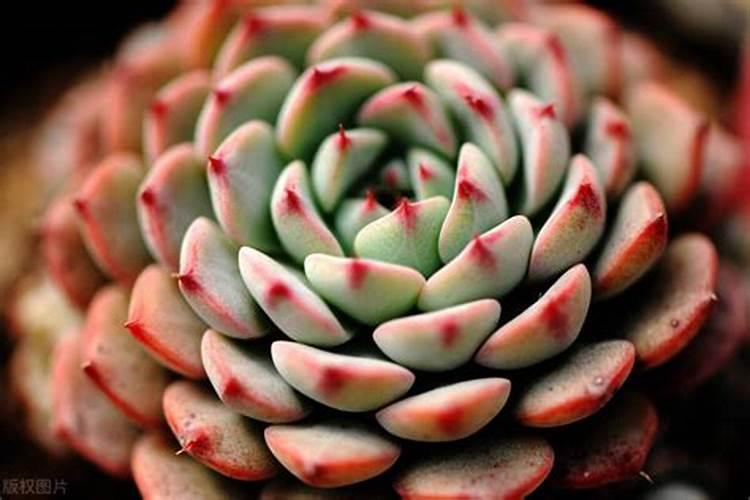 水里加白醋可以浇花吗？